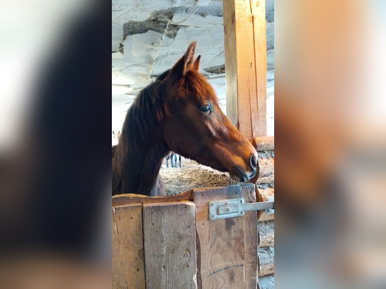Oostenrijks warmbloed Merrie 1 Jaar 170 cm Bruin in Villach