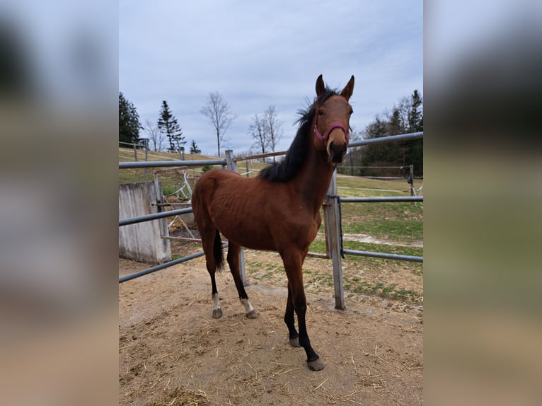 Oostenrijks warmbloed Merrie 1 Jaar Bruin in Waldhausen im Strudengau