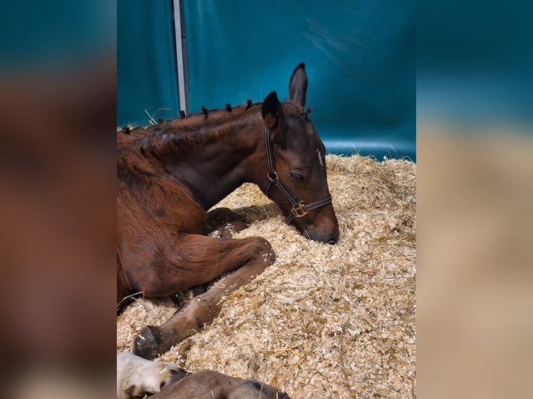 Oostenrijks warmbloed Merrie 1 Jaar Donkerbruin in Ebersdorf