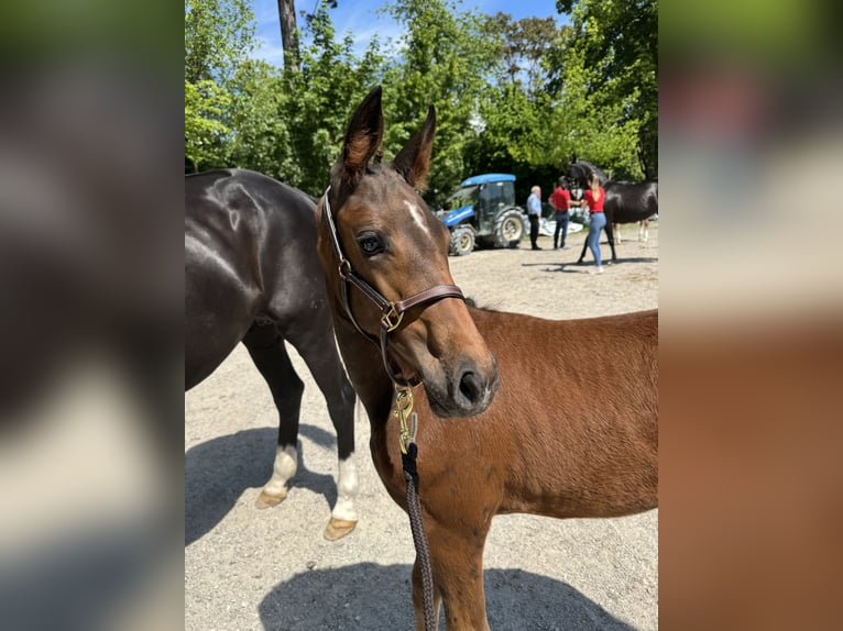 Oostenrijks warmbloed Merrie 1 Jaar Donkerbruin in Ebersdorf