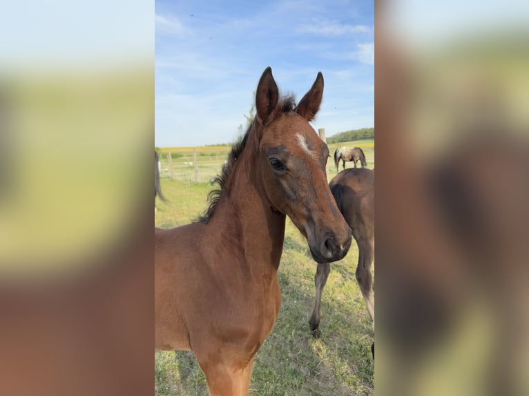 Oostenrijks warmbloed Merrie 1 Jaar Donkerbruin in Ebersdorf