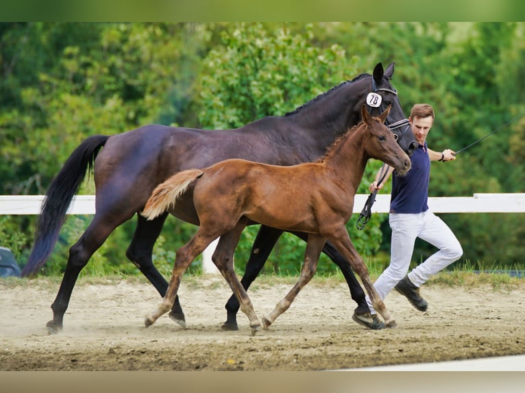 Oostenrijks warmbloed Merrie 1 Jaar Donkere-vos in Mühlen