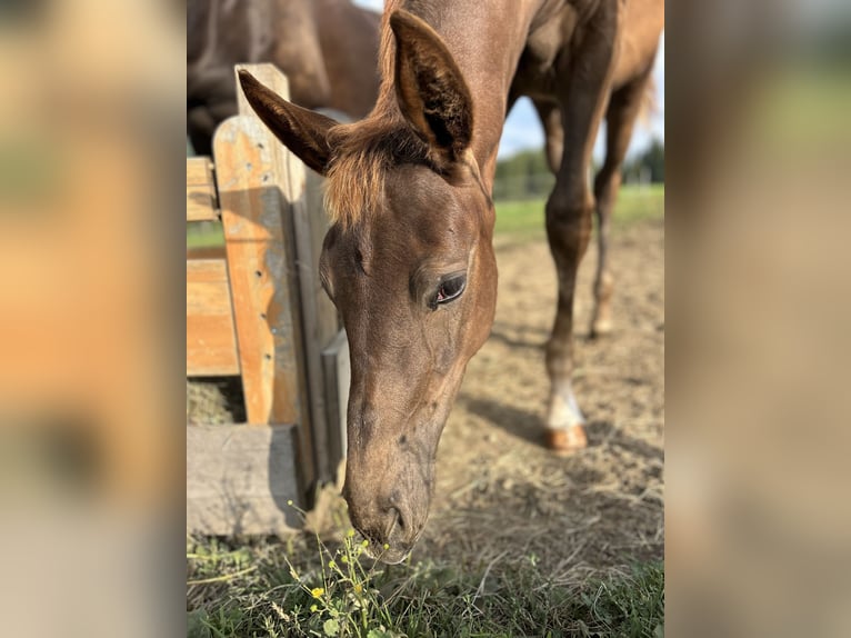 Oostenrijks warmbloed Merrie 1 Jaar Donkere-vos in Mühlen