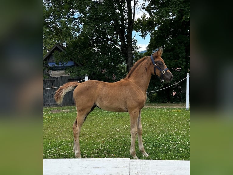 Oostenrijks warmbloed Merrie 1 Jaar Donkere-vos in Mühlen
