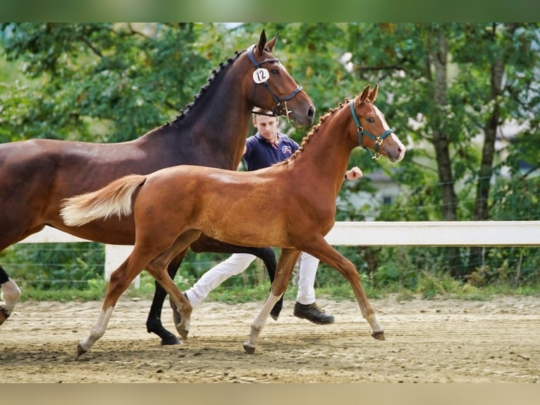 Oostenrijks warmbloed Merrie 1 Jaar Vos in Gmünd