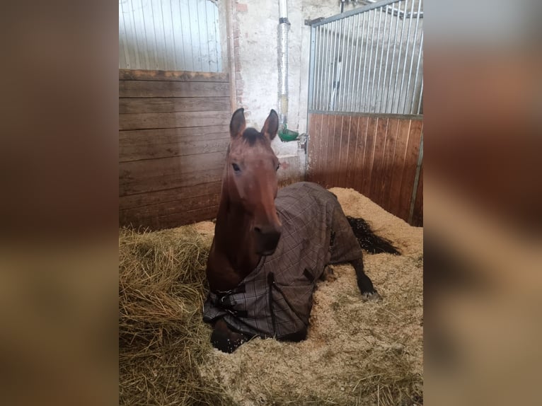 Oostenrijks warmbloed Merrie 20 Jaar 165 cm Bruin in Ebreichsdorf