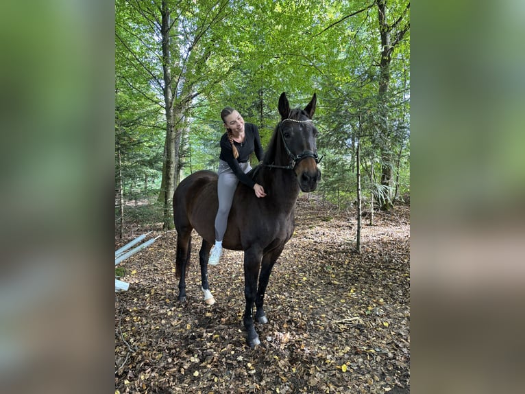 Oostenrijks warmbloed Merrie 21 Jaar 165 cm Donkerbruin in Gaildorf