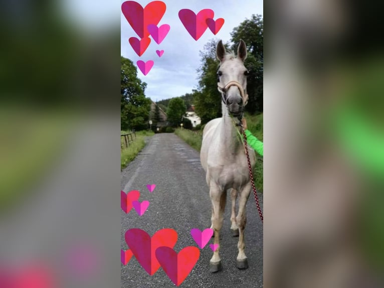 Oostenrijks warmbloed Merrie 21 Jaar 174 cm Schimmel in Timmersdorf