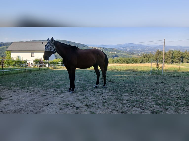 Oostenrijks warmbloed Merrie 22 Jaar 167 cm Bruin in Ligist