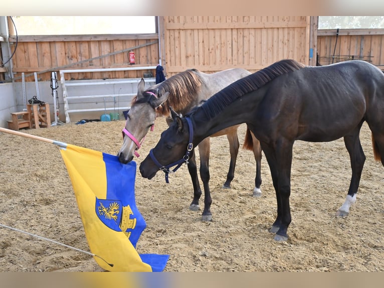 Oostenrijks warmbloed Merrie 2 Jaar 170 cm Buckskin in Großtaxen