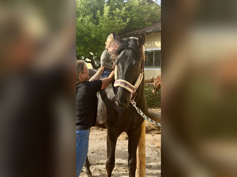 Oostenrijks warmbloed Merrie 2 Jaar 170 cm Zwart in St.Marein-Feistritz