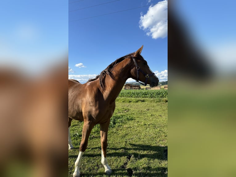 Oostenrijks warmbloed Merrie 2 Jaar 172 cm Vos in Pichl bei Wels