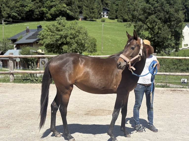 Oostenrijks warmbloed Merrie 2 Jaar Bruin in Ried
