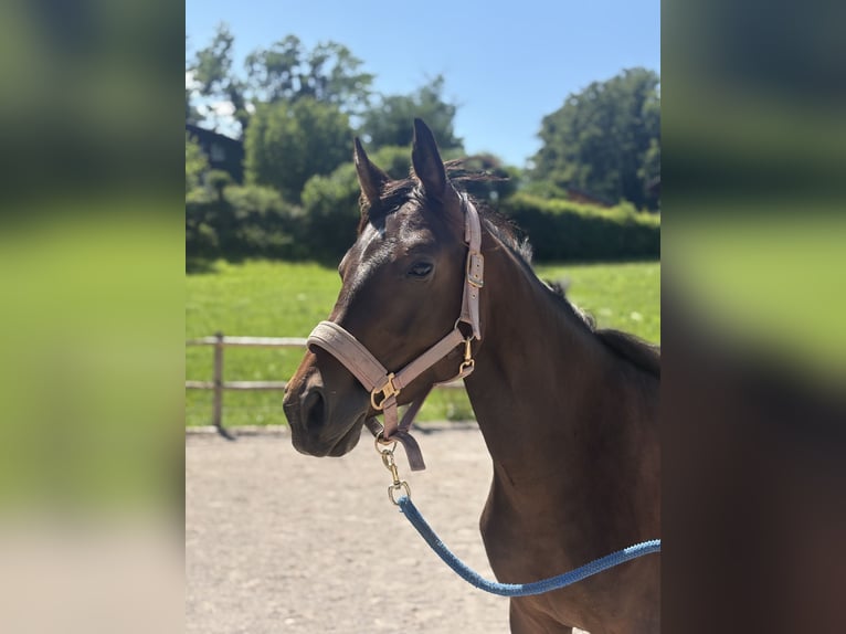 Oostenrijks warmbloed Merrie 2 Jaar Bruin in Ried