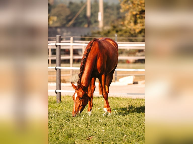 Oostenrijks warmbloed Merrie 2 Jaar Vos in Gampern