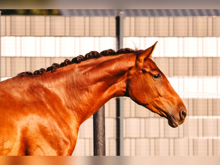 Oostenrijks warmbloed Merrie 2 Jaar Vos in Gampern