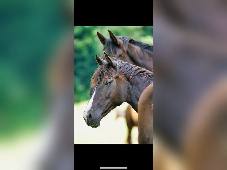 Oostenrijks warmbloed Merrie 3 Jaar 150 cm Donkere-vos in Unteraichwald