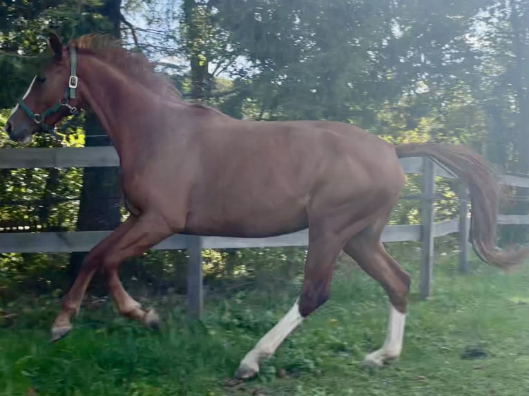 Oostenrijks warmbloed Merrie 3 Jaar 160 cm Vos in Fürstenfeld