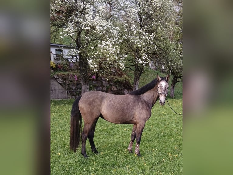 Oostenrijks warmbloed Merrie 3 Jaar 161 cm Rood schimmel in Maria Alm