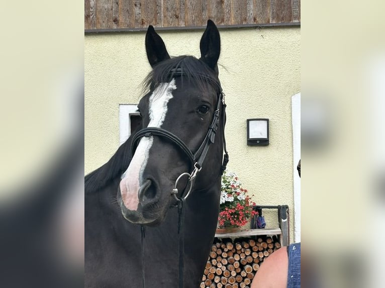 Oostenrijks warmbloed Merrie 3 Jaar 163 cm Zwart in Hilprigen
