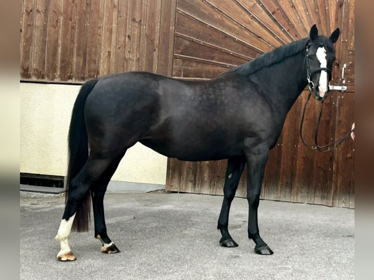 Oostenrijks warmbloed Merrie 3 Jaar 163 cm Zwart in Hilprigen
