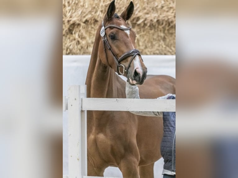 Oostenrijks warmbloed Merrie 3 Jaar 165 cm Bruin in Bra