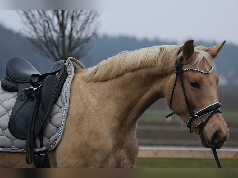 Oostenrijks warmbloed Merrie 3 Jaar 168 cm Palomino in St Marein bei Graz