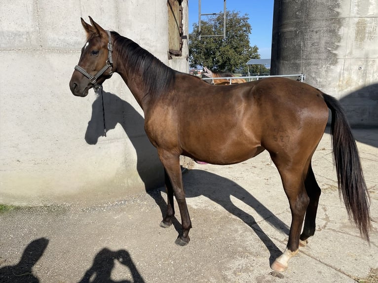 Oostenrijks warmbloed Merrie 3 Jaar 170 cm Donkerbruin in Oed