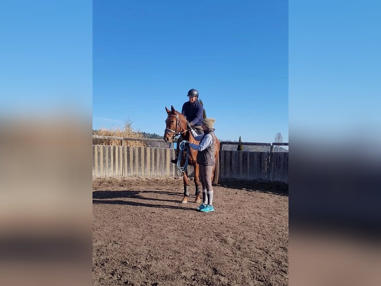 Oostenrijks warmbloed Merrie 3 Jaar 170 cm Vos in St Marein bei Graz