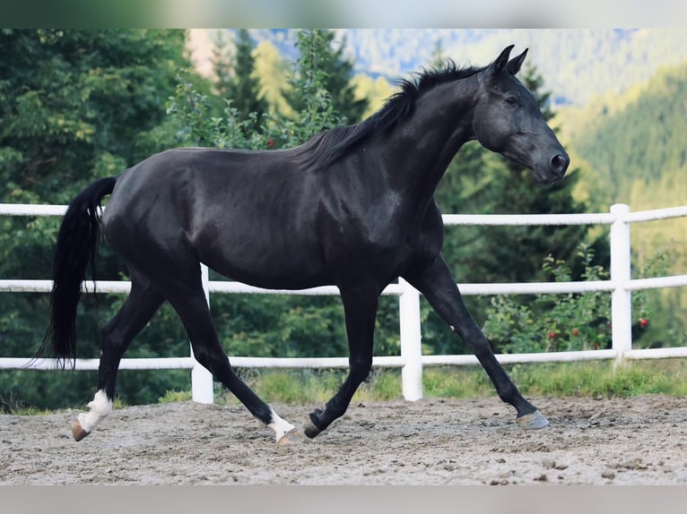 Oostenrijks warmbloed Merrie 3 Jaar 170 cm Zwart in stadl Paura