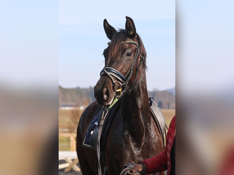 Oostenrijks warmbloed Merrie 3 Jaar 170 cm Zwart in St Marein bei Graz