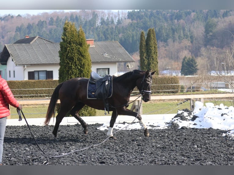 Oostenrijks warmbloed Merrie 3 Jaar 170 cm Zwart in St Marein bei Graz