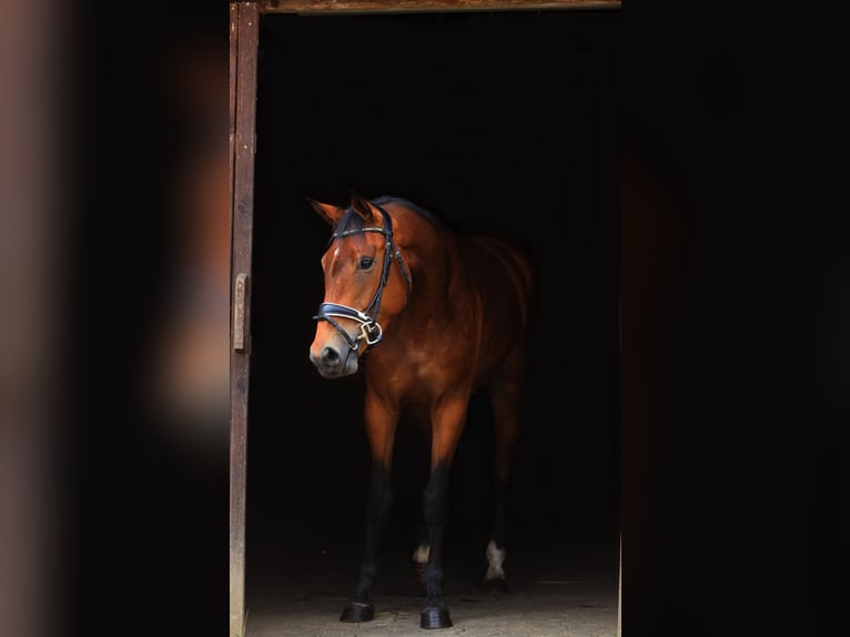 Oostenrijks warmbloed Merrie 3 Jaar 171 cm Bruin in St Marein bei Graz