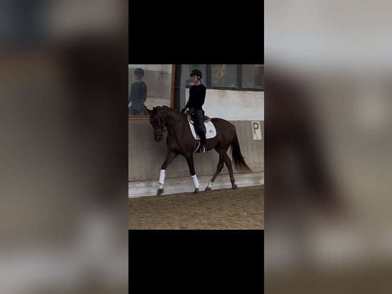 Oostenrijks warmbloed Merrie 3 Jaar 171 cm Donkere-vos in Heiligenkreuz