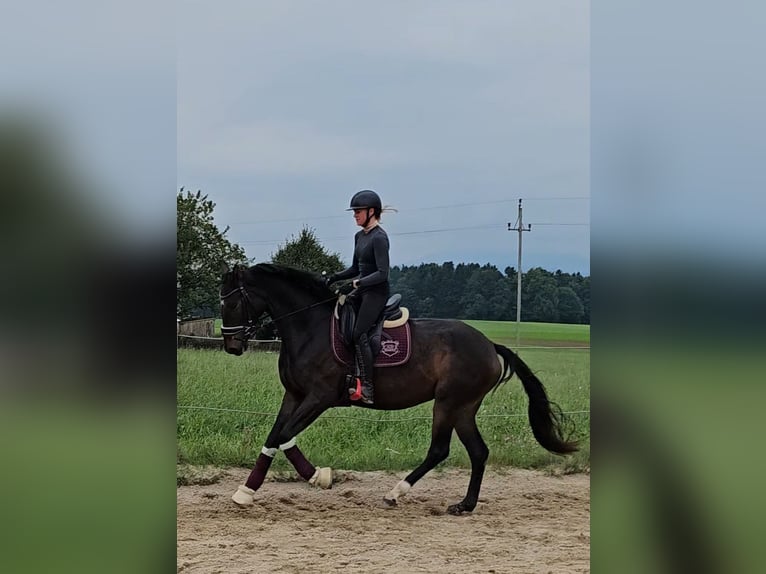 Oostenrijks warmbloed Merrie 3 Jaar 172 cm Donkerbruin in Sch&#xF6;ngumprechting