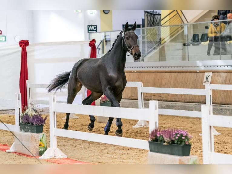 Oostenrijks warmbloed Merrie 3 Jaar 172 cm Zwartbruin in Polling