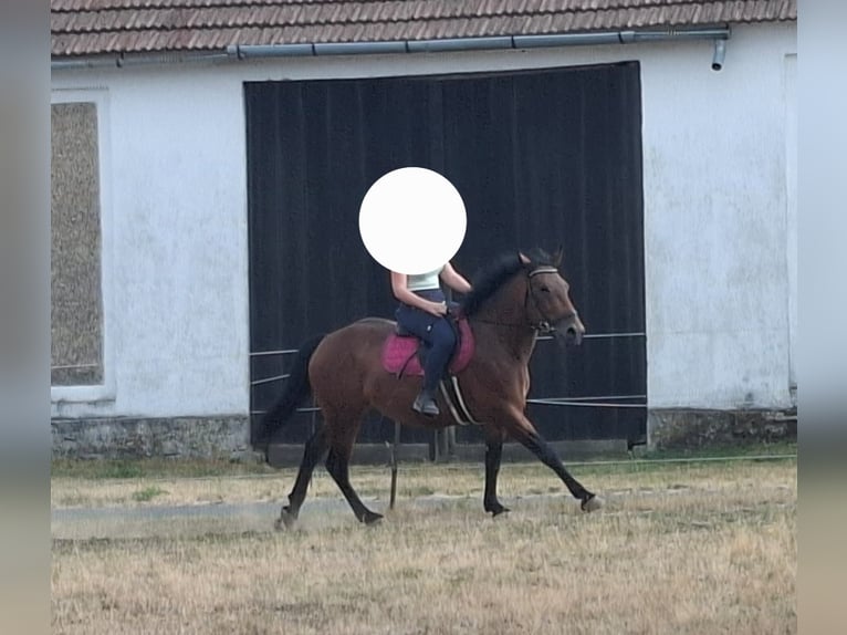 Oostenrijks warmbloed Mix Merrie 4 Jaar 155 cm Bruin in Niederfladnitz