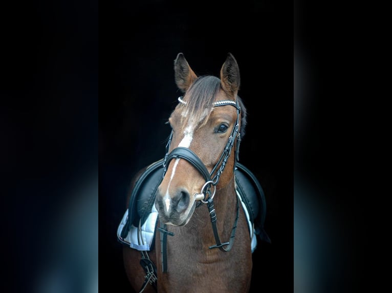 Oostenrijks warmbloed Merrie 4 Jaar 157 cm Bruin in Stödtlen