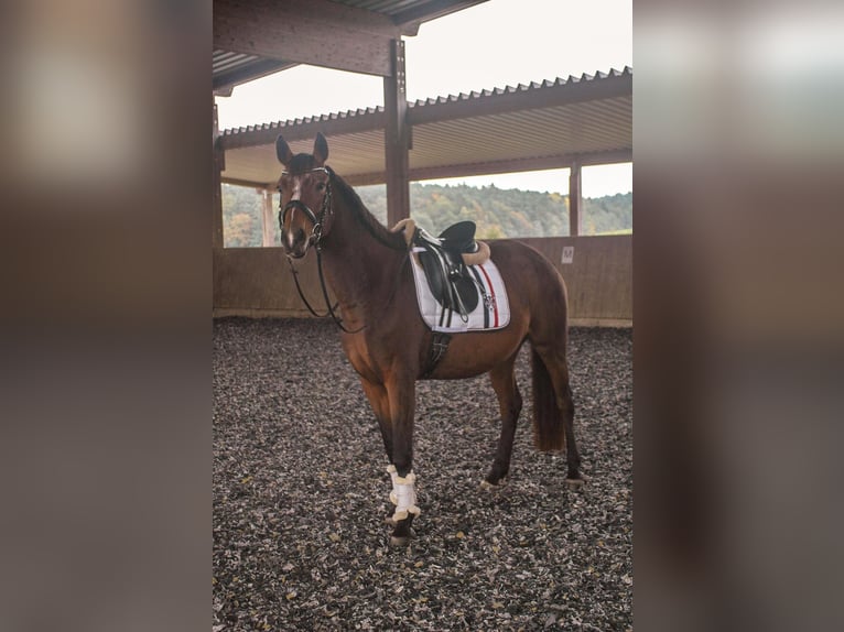 Oostenrijks warmbloed Merrie 4 Jaar 157 cm Bruin in Stödtlen