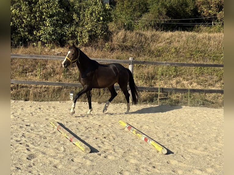 Oostenrijks warmbloed Merrie 4 Jaar 158 cm Donkerbruin in Punitz