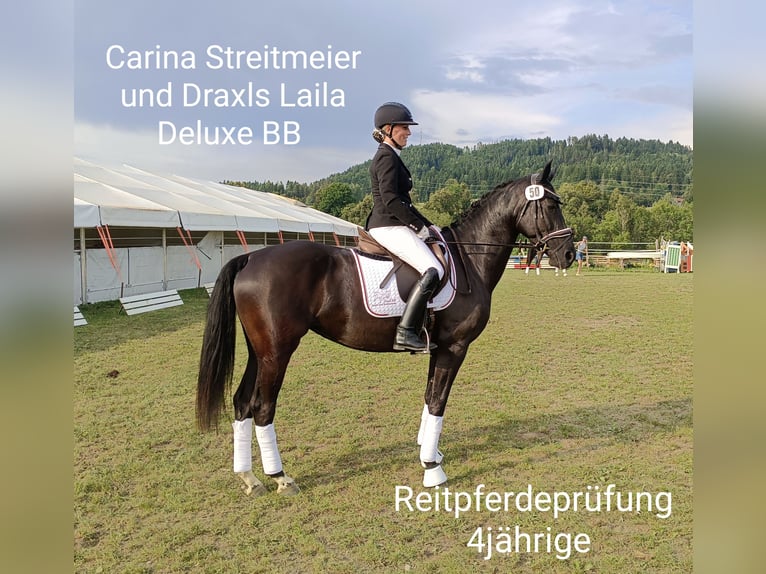 Oostenrijks warmbloed Merrie 4 Jaar 159 cm Zwart in Wolfsberg Oostenrijks warmbloed Merrie 4 Jaar 159 cm Zwart in Wolfsberg