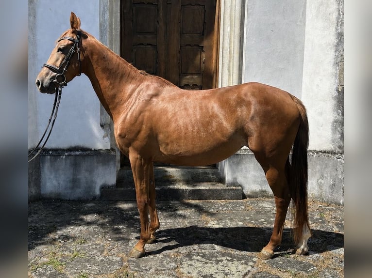 Oostenrijks warmbloed Merrie 4 Jaar 160 cm Vos in Wels