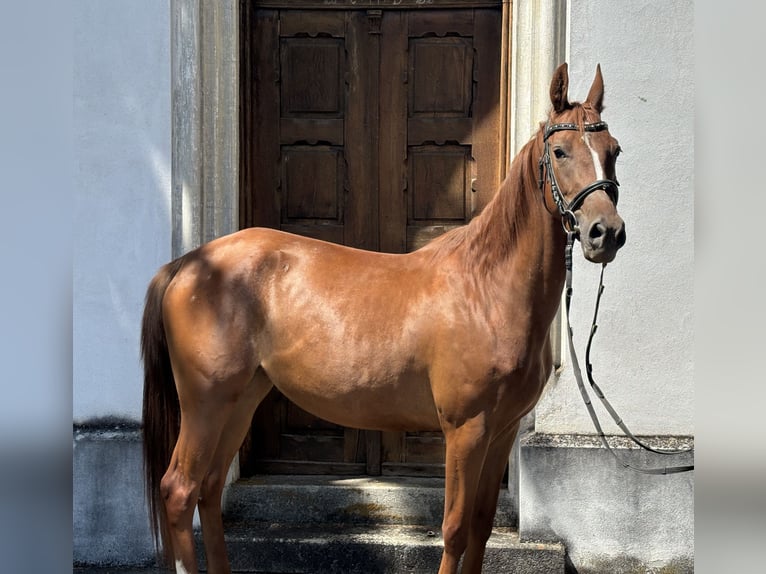 Oostenrijks warmbloed Merrie 4 Jaar 160 cm Vos in Wels
