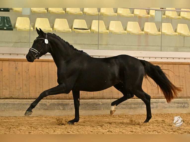 Oostenrijks warmbloed Merrie 4 Jaar 163 cm Zwart in Spieldorf