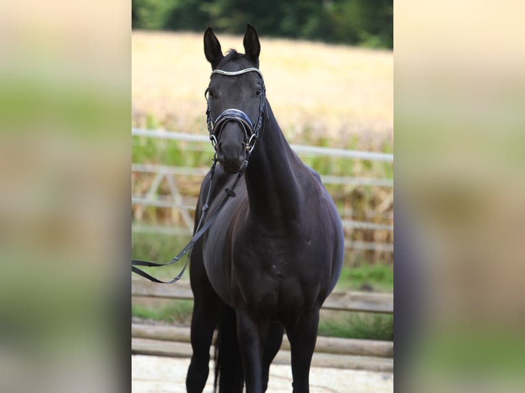 Oostenrijks warmbloed Merrie 4 Jaar 163 cm Zwart in St Marein bei Graz
