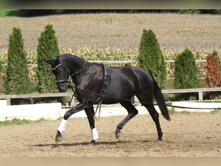 Oostenrijks warmbloed Merrie 4 Jaar 163 cm Zwart in St Marein bei Graz