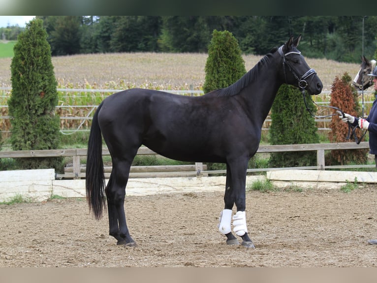 Oostenrijks warmbloed Merrie 4 Jaar 163 cm Zwart in St Marein bei Graz