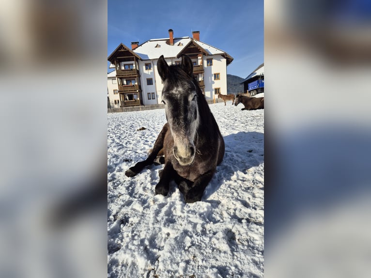 Oostenrijks warmbloed Merrie 4 Jaar 165 cm Appelschimmel in Hermagor-Pressegger See