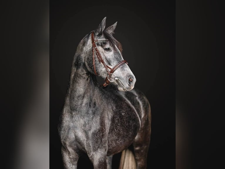Oostenrijks warmbloed Merrie 4 Jaar 165 cm Appelschimmel in Ebensee