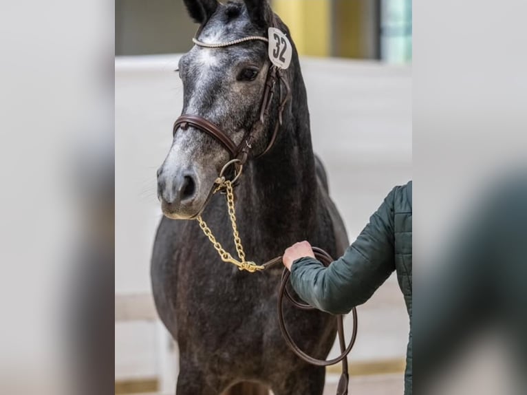 Oostenrijks warmbloed Merrie 4 Jaar 165 cm Appelschimmel in Ebensee